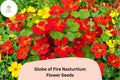 50+ Globe of Fire Nasturtium Seeds | Tropaeolum majus | Bright Red-Orange Blooms
