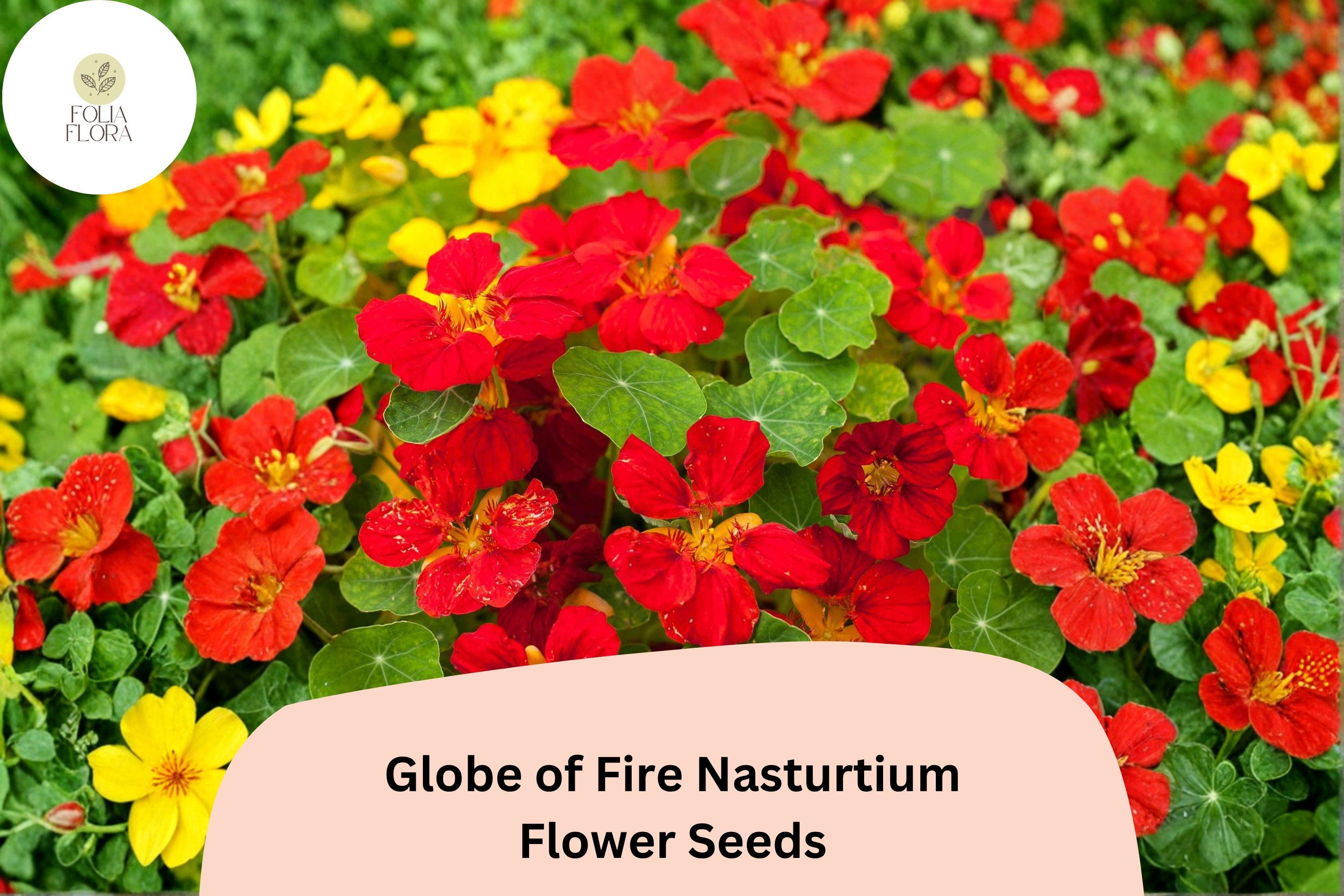 50+ Globe of Fire Nasturtium Seeds | Tropaeolum majus | Bright Red-Orange Blooms