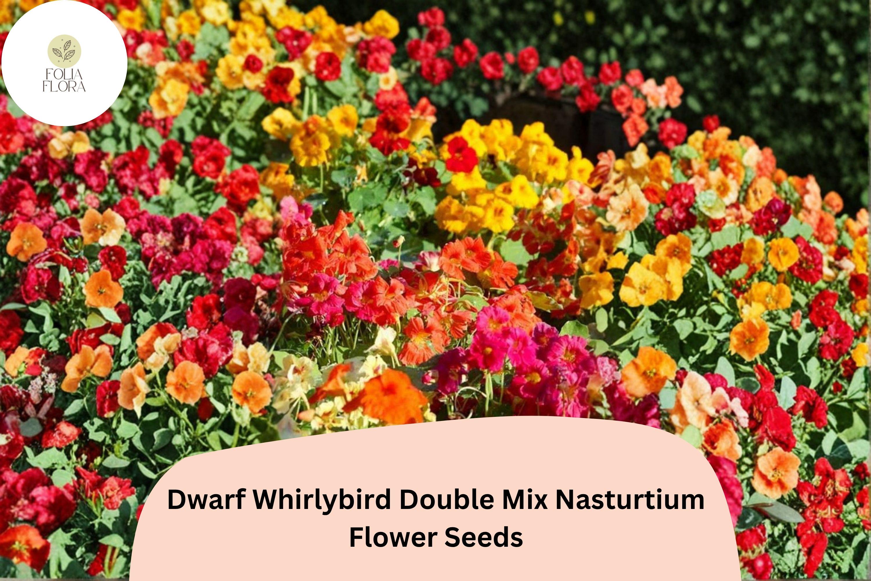 50+ Dwarf Whirlybird Double Mix Nasturtium Seeds | Tropaeolum majus | Compact Double Blooms