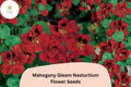 50+ Mahogany Gleam Nasturtium Seeds | Tropaeolum majus | Deep Mahogany-Red Blooms