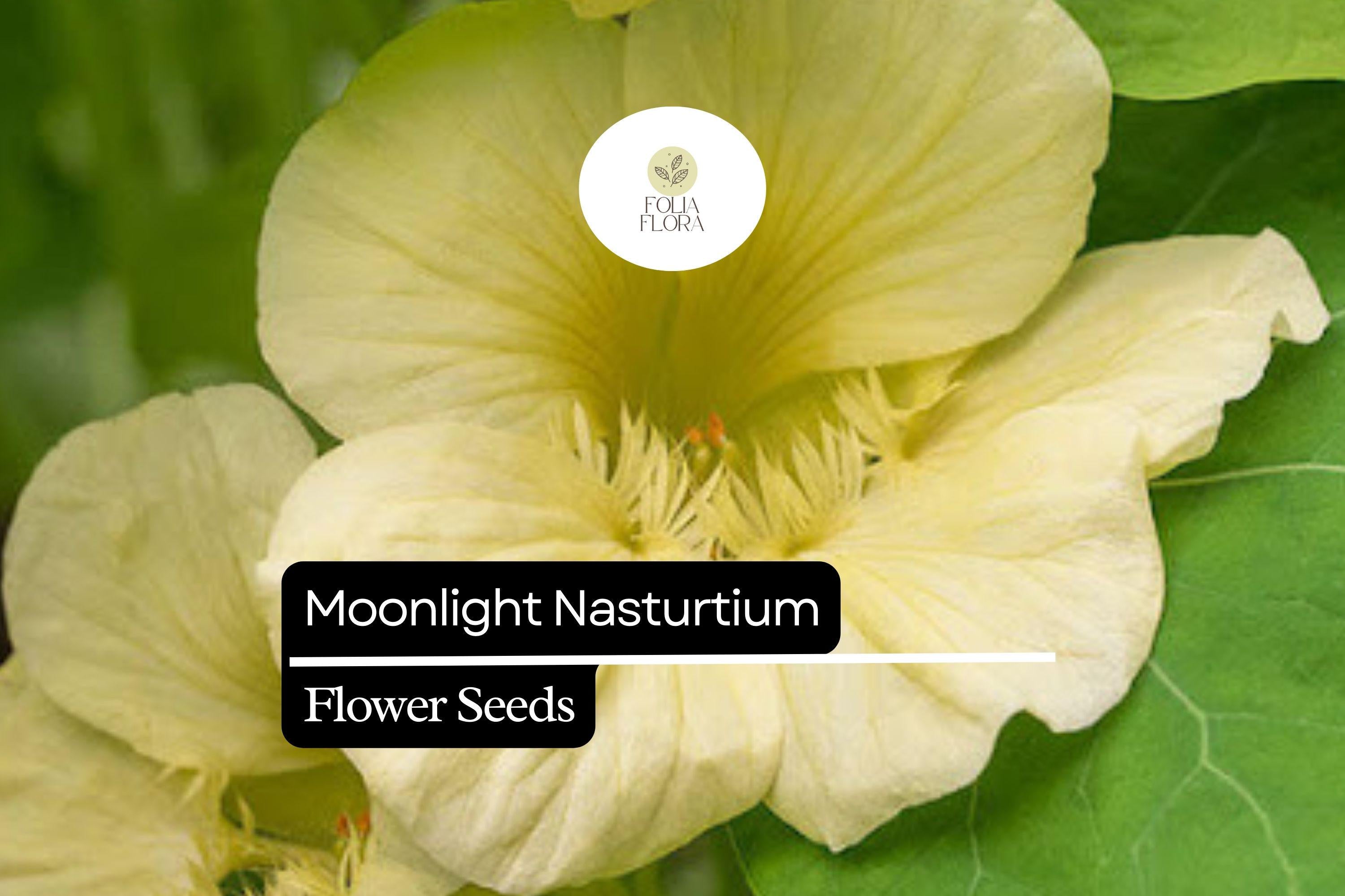 50+ Moonlight Nasturtium Seeds | Tropaeolum majus | Soft Cream-Yellow Blooms | Easy Trailing Annual for Garden