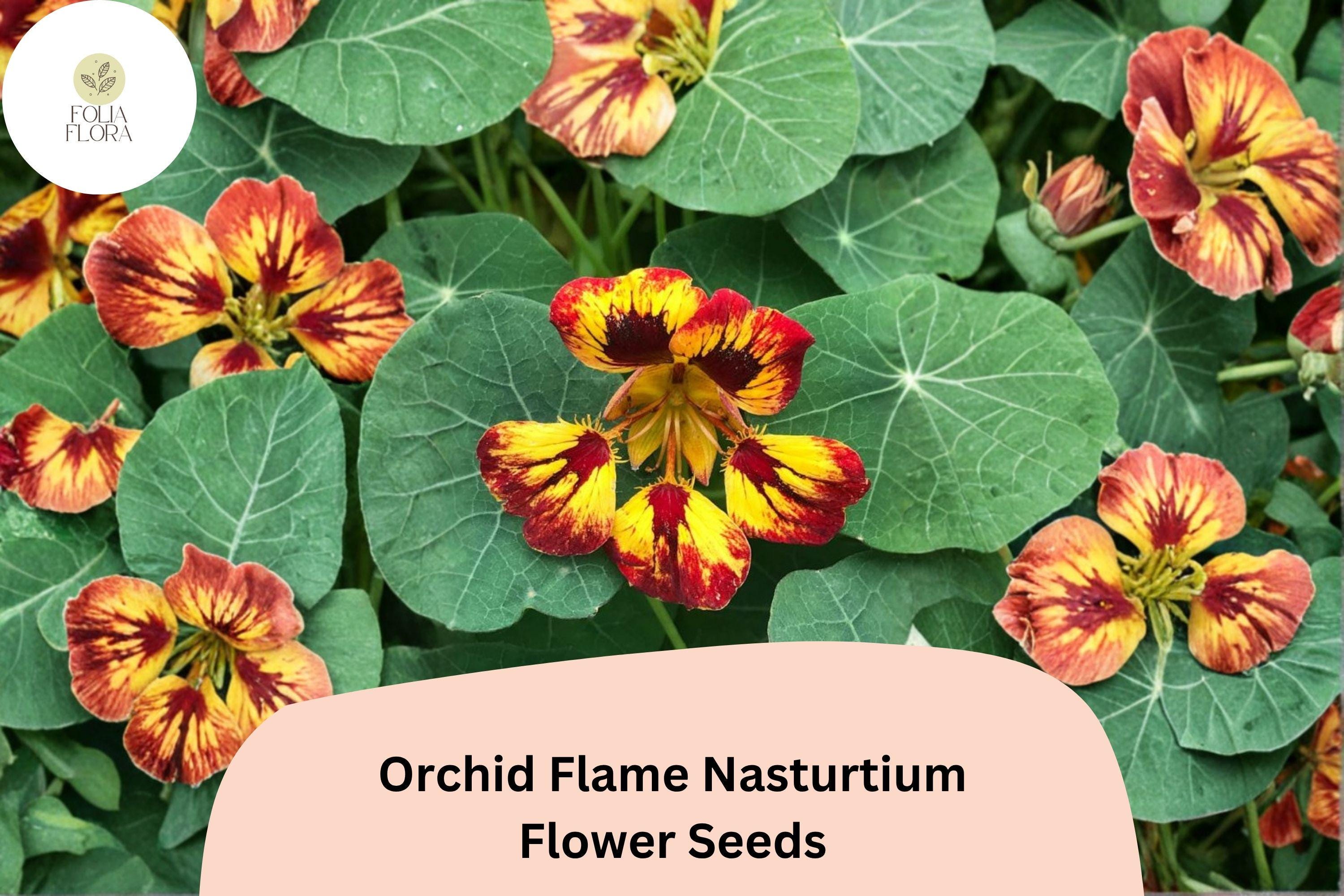 50+ Orchid Flame Nasturtium Seeds | Vibrant Red & Yellow Blooms | Easy Annual Flower for Garden