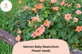 50+ Salmon Baby Nasturtium Seeds | Tropaeolum majus | Soft Salmon-Pink Blooms