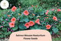 50+ Salmon Mousse Nasturtium Seeds | Tropaeolum majus | Soft Salmon-Peach Blooms | Compact Annual for Garden