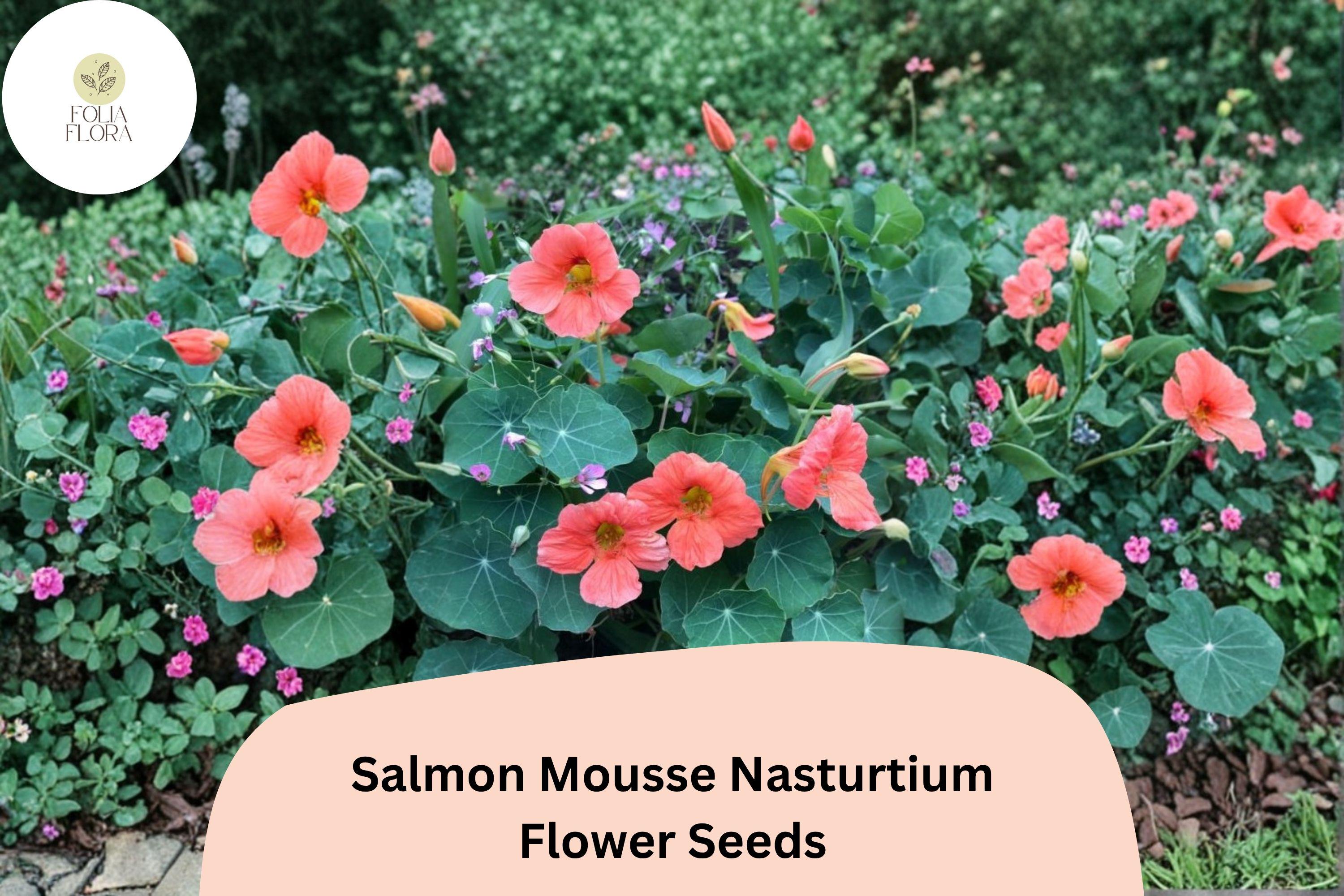 50+ Salmon Mousse Nasturtium Seeds | Tropaeolum majus | Soft Salmon-Peach Blooms | Compact Annual for Garden