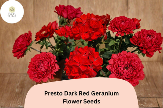 Dark Red Geranium Seeds | Presto Zonal Pelargonium × hortorum ‘Presto Dark Red’ | Compact Bushy Plant, Full Sun, 25+ Seeds