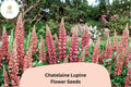25+ Chatelaine Lupine Seeds | Lupinus | Pink & White Blooms | Perennial Garden Flower for Borders