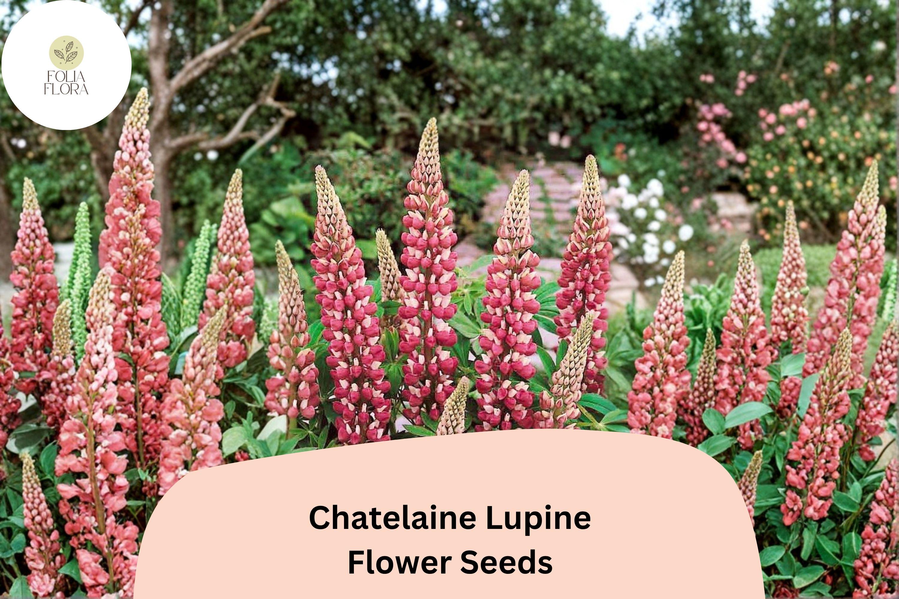 25+ Chatelaine Lupine Seeds | Lupinus | Pink & White Blooms | Perennial Garden Flower for Borders