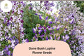 25+ Dune Bush Lupine Seeds | Lupinus chamissonis | Purple Blooms | Coastal Native Perennial for Pollinator