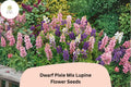 25+ Dwarf Pixie Mix Lupine Seeds | Lupinus nanus | Compact Blooms in Mixed Colors