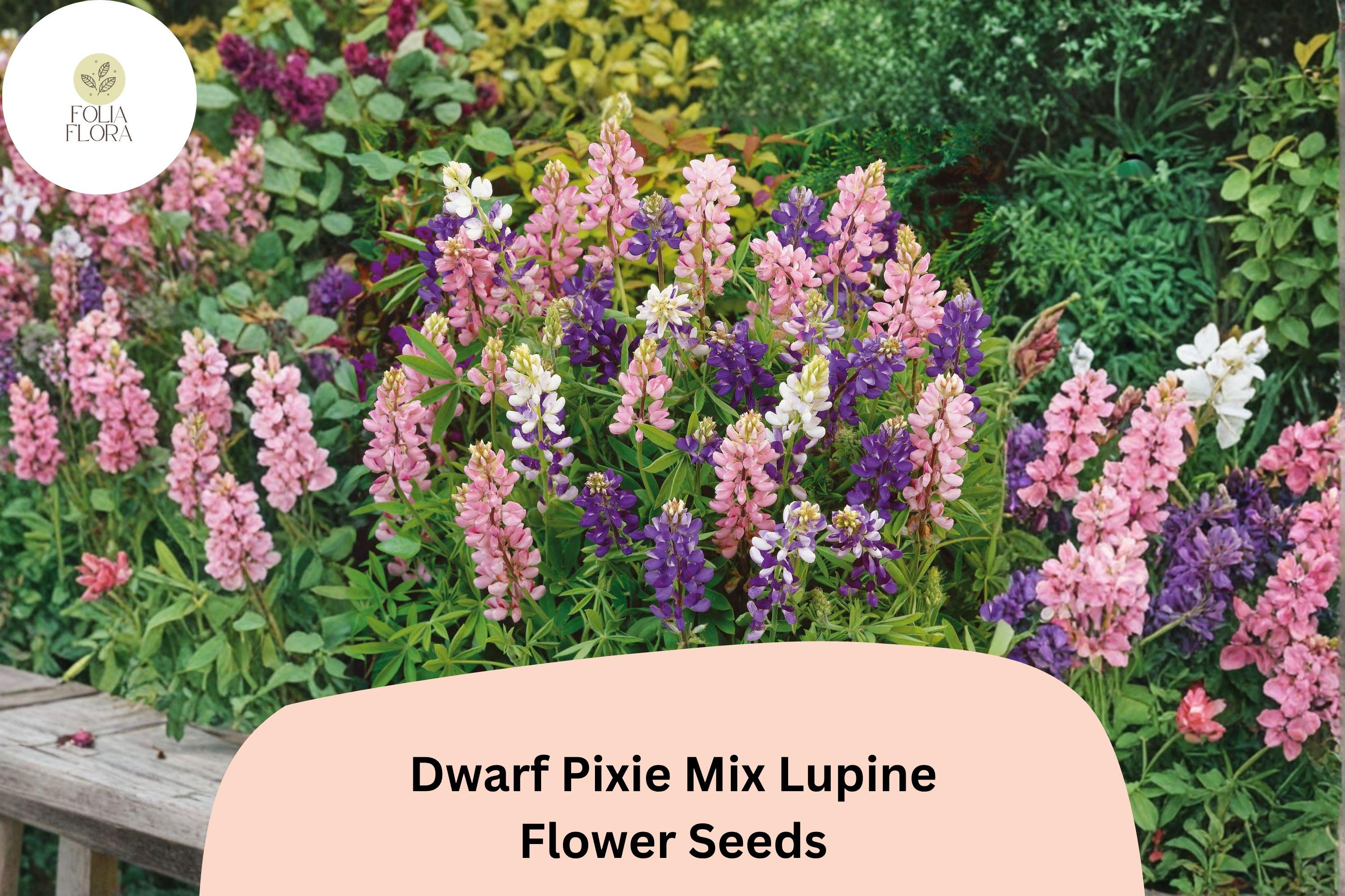 25+ Dwarf Pixie Mix Lupine Seeds | Lupinus nanus | Compact Blooms in Mixed Colors