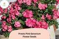 25+ Presto Pink Geranium Seeds | Zonal Pelargonium × hortorum ‘Presto Pink’ for Garden Beds & Pots