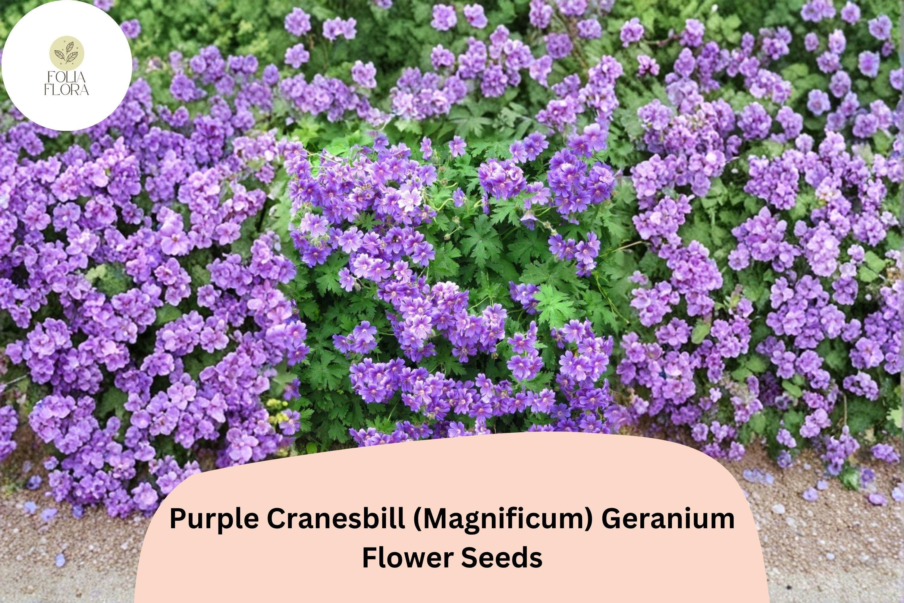 Purple Cranesbill Geranium Seeds, Hardy Perennial, Magnificum, Purple Blooms, Mounded Growth, Bees & Butterflies Attract