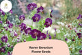 Raven Geranium Seeds | Deep Purple Perennial for Pollinator Gardens