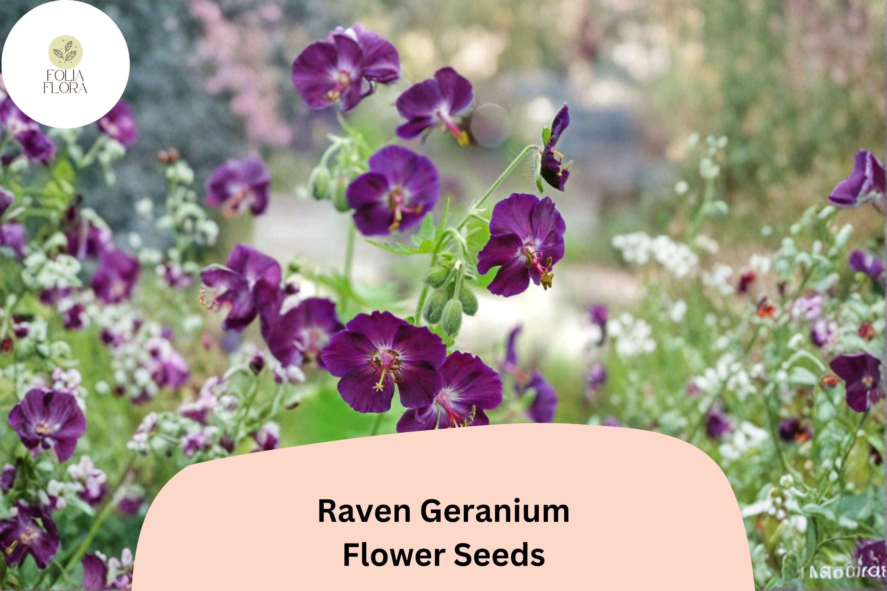 Raven Geranium Seeds | Deep Purple Perennial for Pollinator Gardens