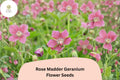 25+ Rose Madder Geranium Seeds | Pink Cranesbill Perennial | Geranium sanguineum ‘Rose Madder’ for Garden & Containers