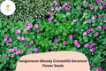 25+ Sanguineum Geranium Seeds | Bloody Cranesbill Purple Perennial
