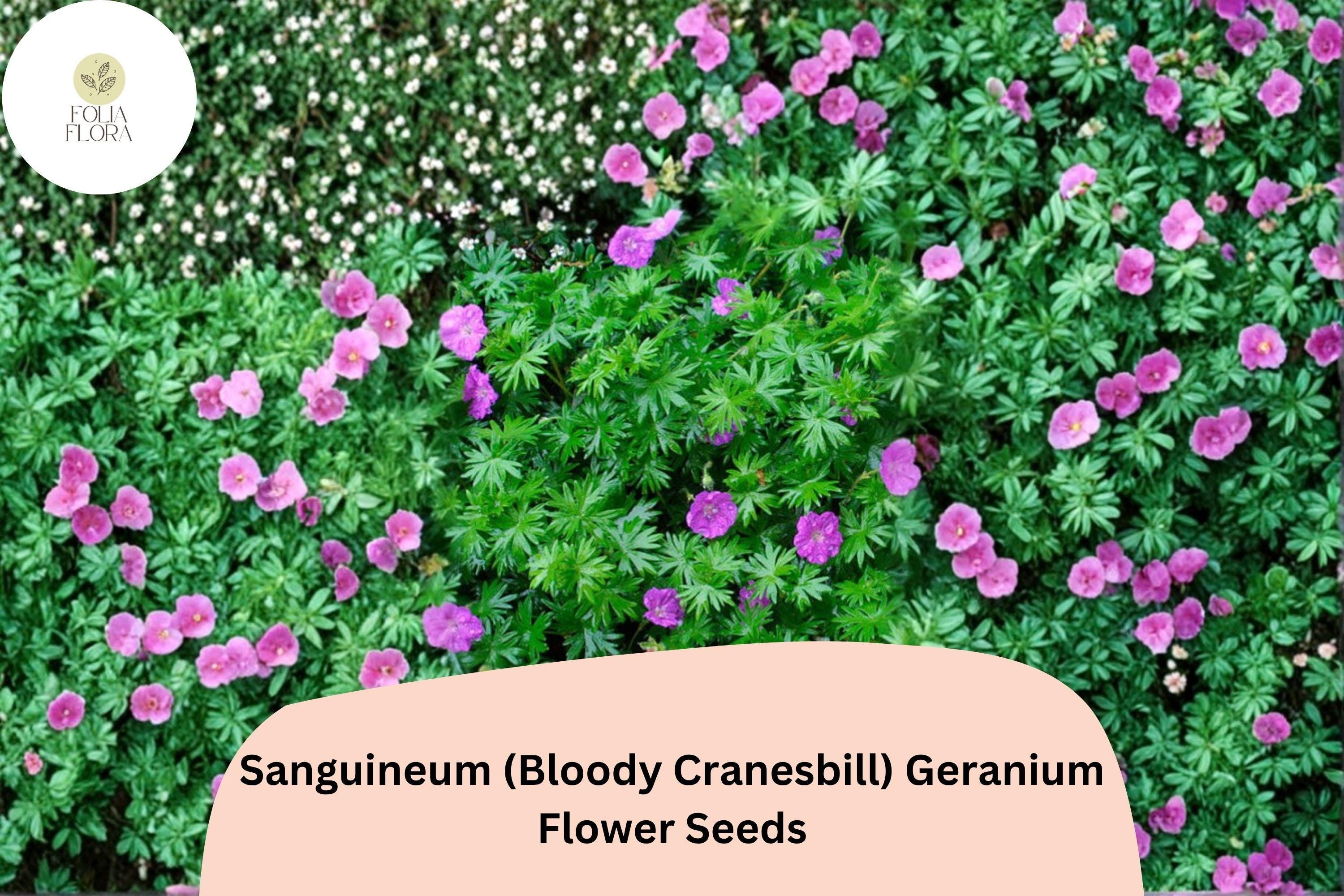 25+ Sanguineum Geranium Seeds | Bloody Cranesbill Purple Perennial
