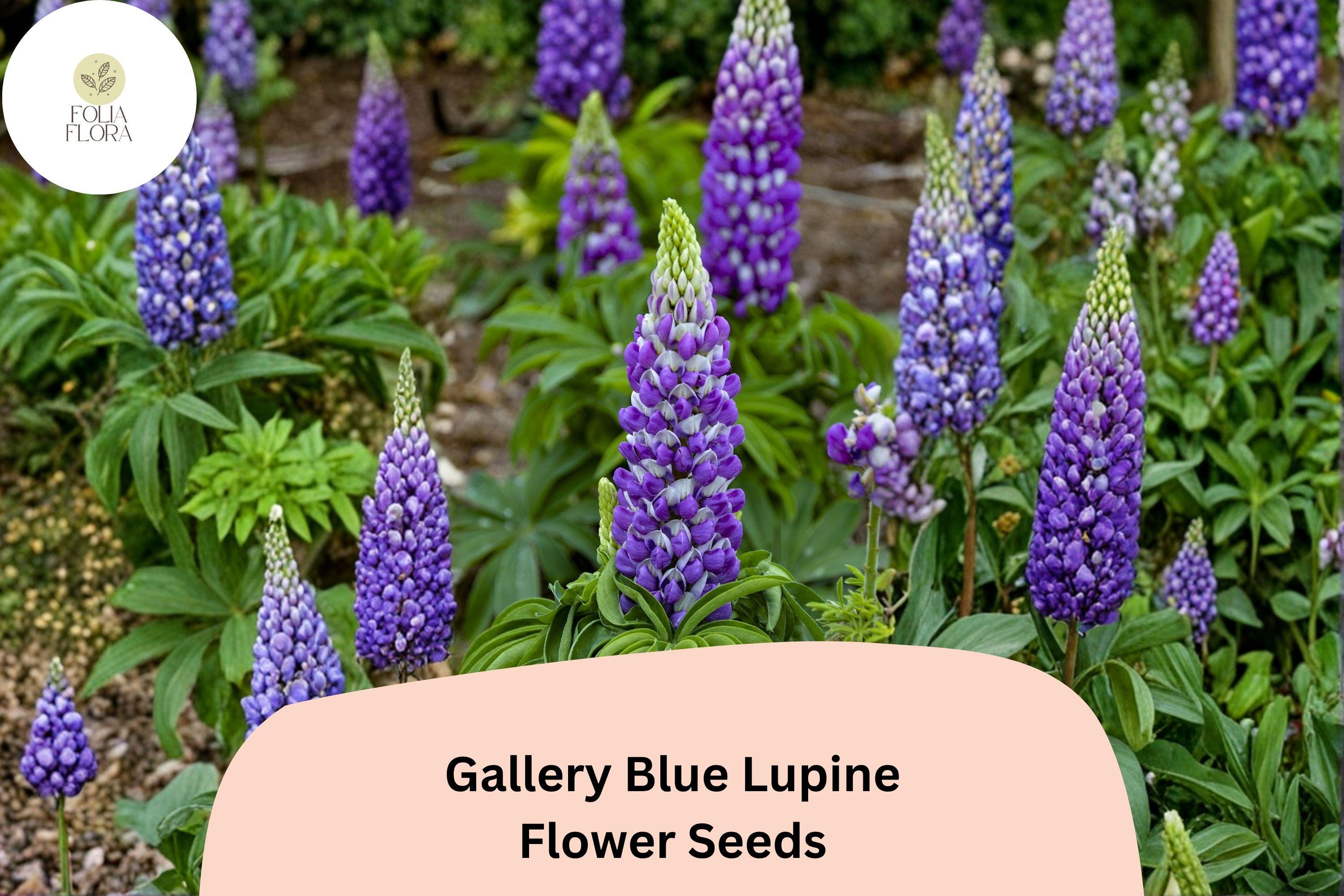 25+ Gallery Blue Lupine Seeds | Lupinus polyphyllus | Purple Spikes