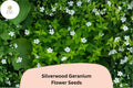 Silverwood Geranium Seeds | White Perennial Cranesbill for Garden Borders | Geranium sanguineum ‘Silverwood’