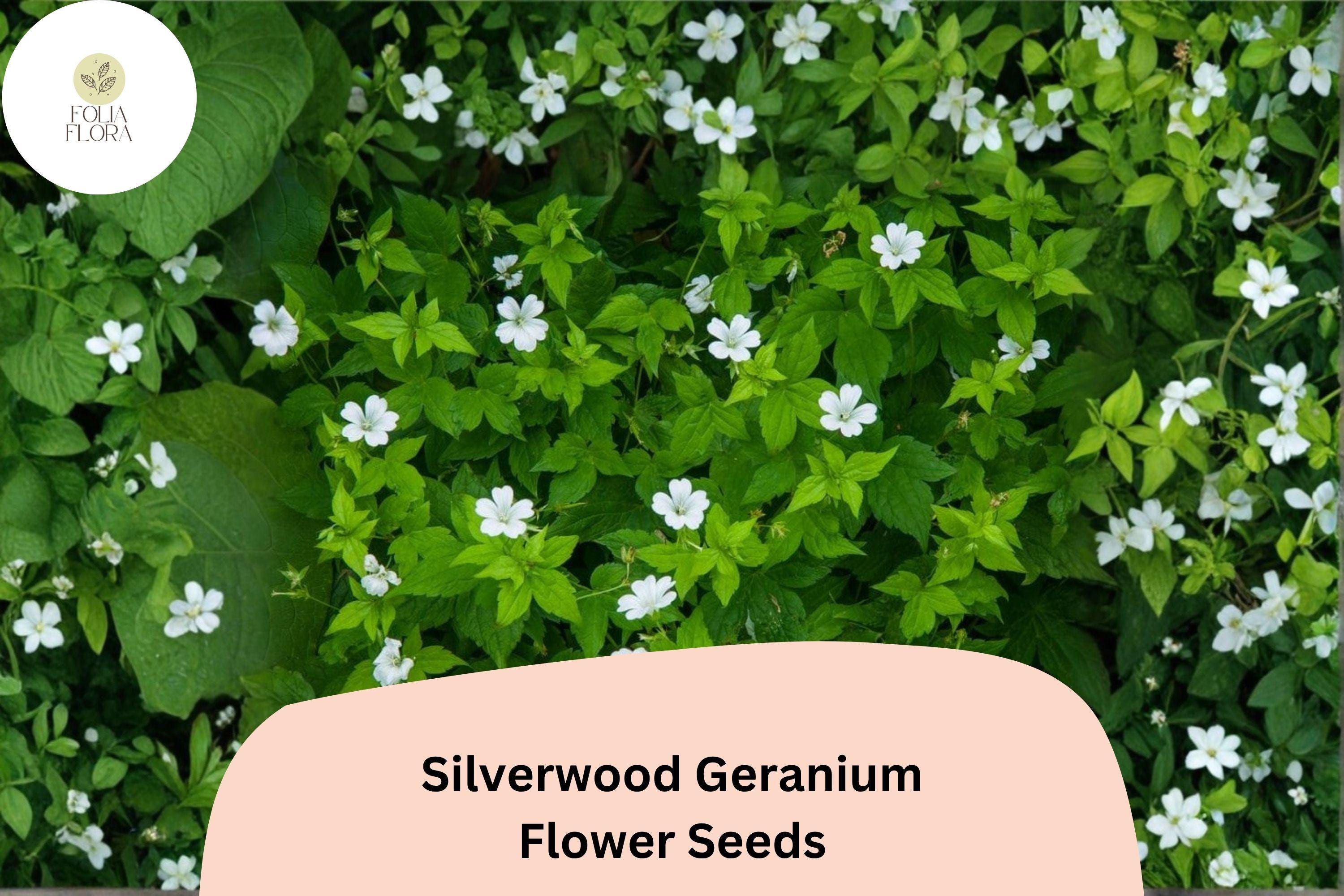 Silverwood Geranium Seeds | White Perennial Cranesbill for Garden Borders | Geranium sanguineum ‘Silverwood’