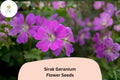 25+ Sirak Geranium Seeds | Purple Cranesbill Perennial | Geranium pratense ‘Sirak’ for Borders & Pollinator Gardens