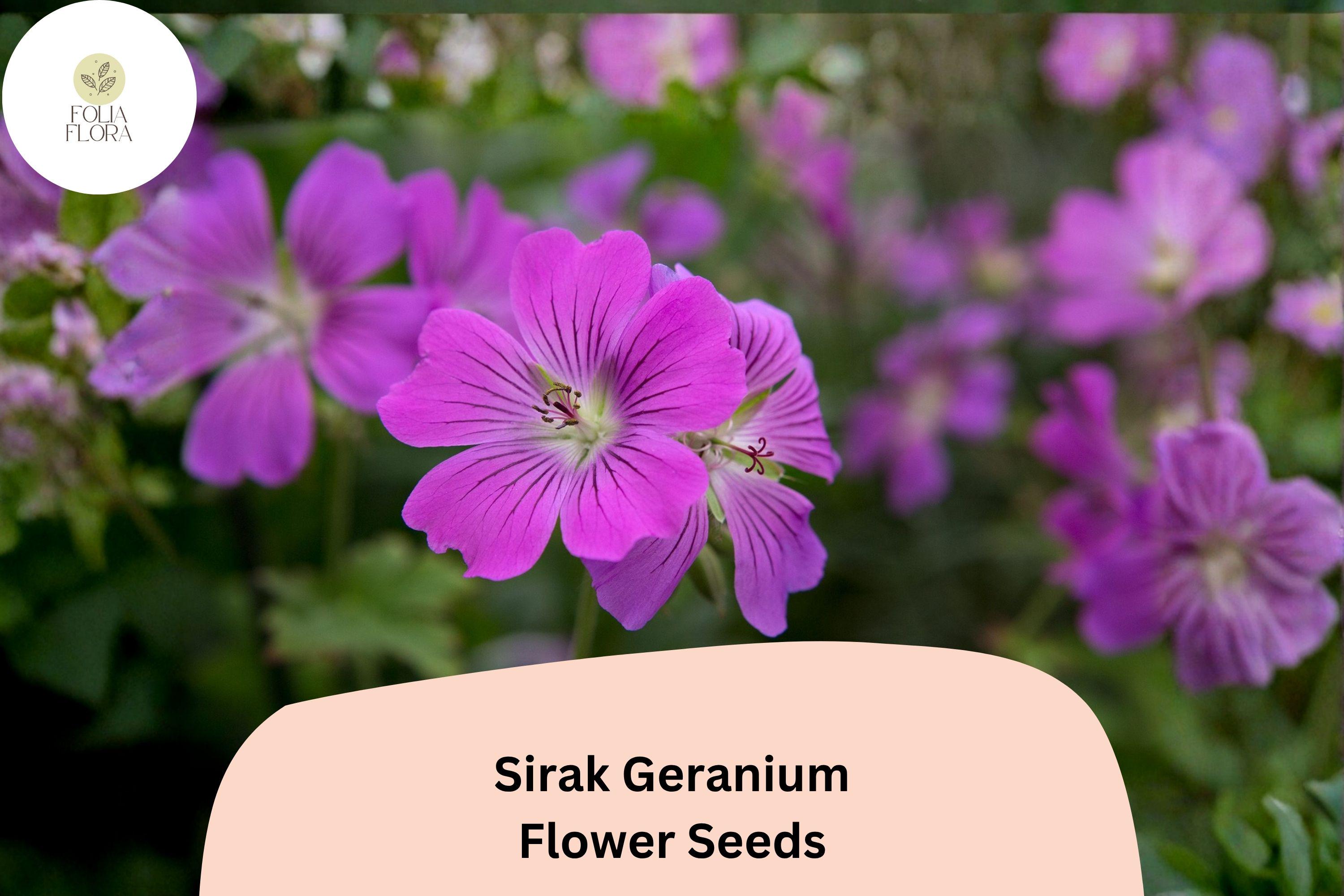 25+ Sirak Geranium Seeds | Purple Cranesbill Perennial | Geranium pratense ‘Sirak’ for Borders & Pollinator Gardens