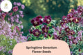 Springtime Geranium Seeds, Purple Cranesbill, Perennial Pollinator Garden, 25+ Seeds