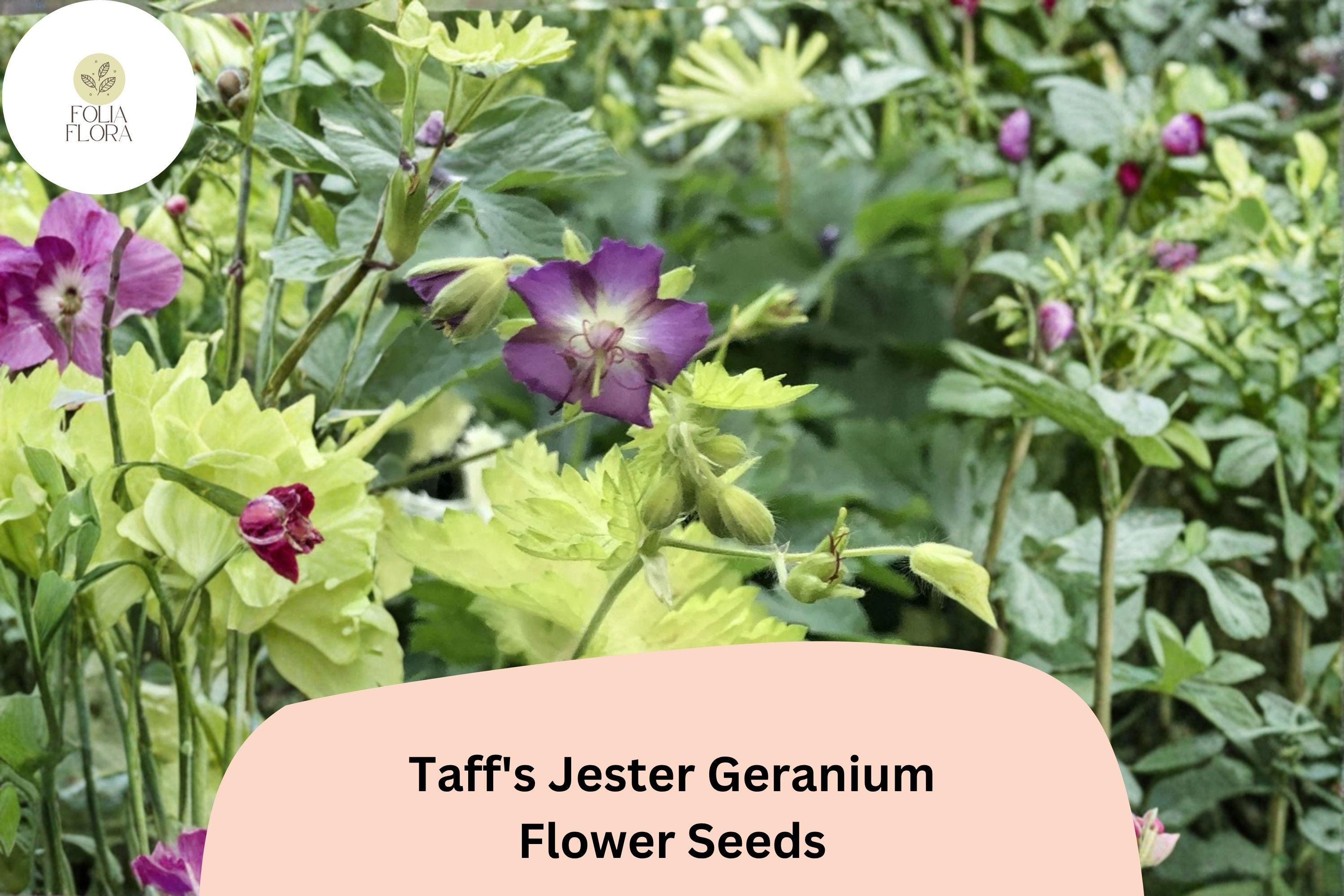 Taffâ€™s Jester Geranium Seeds | Hardy Purple Cranesbill