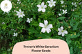 Trevorâ€™s White Geranium Seeds | Hardy Perennial Cranesbill