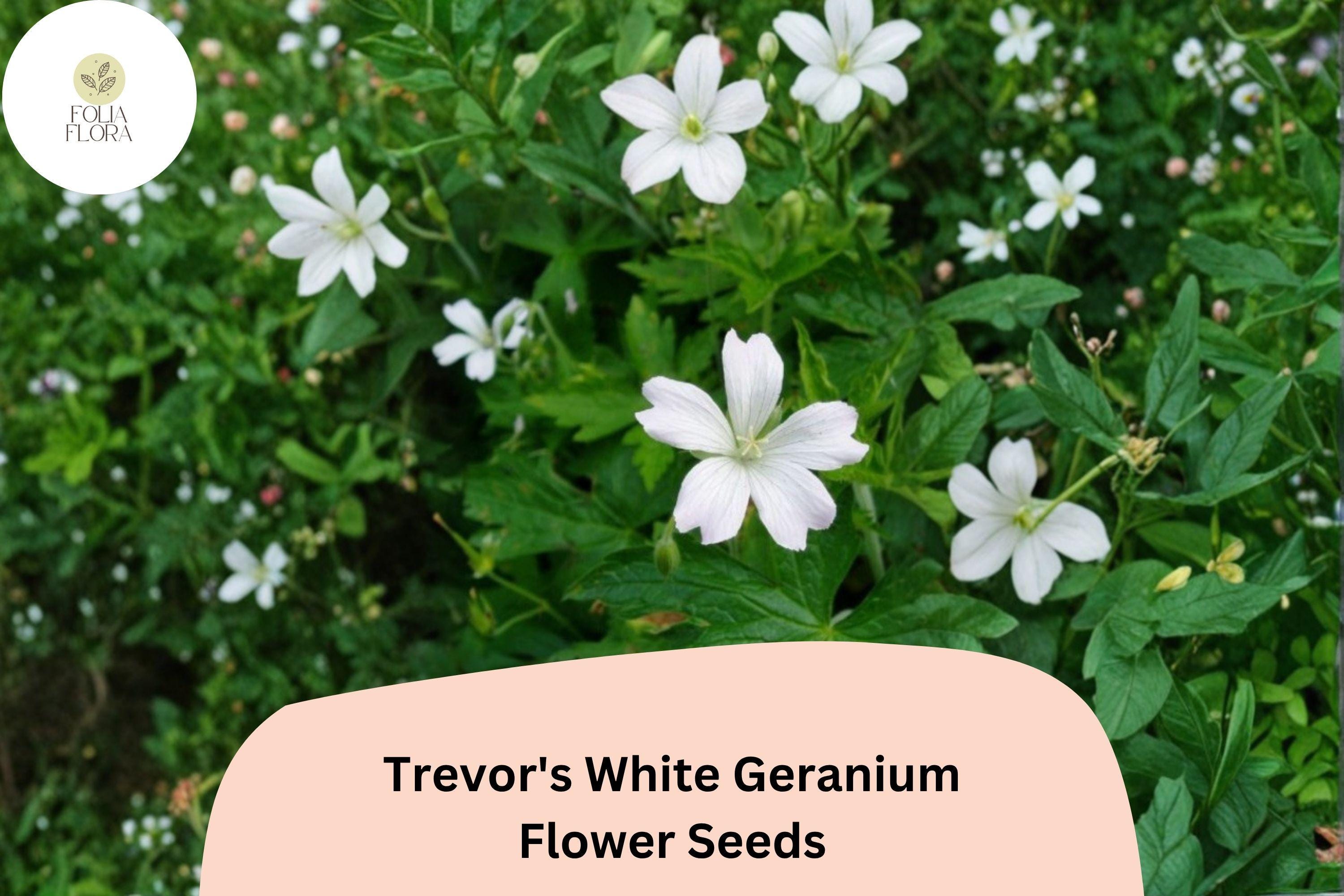 Trevorâ€™s White Geranium Seeds | Hardy Perennial Cranesbill