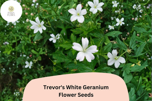 Trevorâ€™s White Geranium Seeds | Hardy Perennial Cranesbill