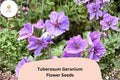 25+ Tuberosum Geranium Seeds | Hardy Purple Cranesbill Perennial | Geranium tuberosum for Garden Borders & Pollinator Attracting
