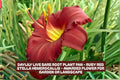 Ruby Red Stella Daylily Live Bare Root Plant – Vibrant Ruby Red Flowers, Perennial, Hemerocallis 'Stella de Oro'