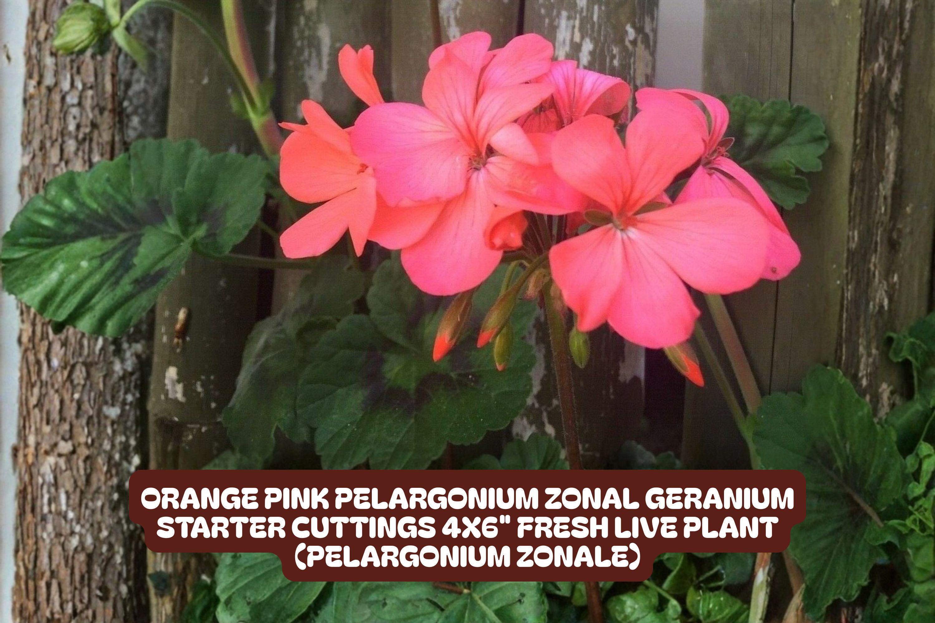 Orange Pink Pelargonium Zonal Geranium Starter Cuttings 4x6" Live Plant Pelargonium × hortorum