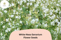 25+ White-Ness Geranium Seeds | Hardy Perennial Cranesbill | White Blooms for Garden Borders