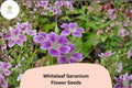 Whiteleaf Geranium Seeds, Purple Cranesbill Perennial, Hardy Garden Flower Seeds, Attracts Bees & Butterflies, 25+ Seeds