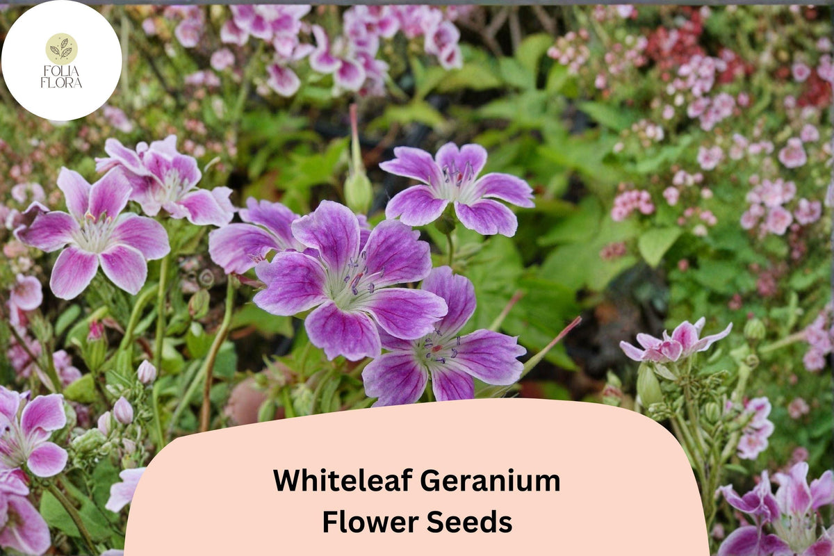 Whiteleaf Geranium Seeds, Purple Cranesbill Perennial, Hardy Garden Flower Seeds, Attracts Bees & Butterflies, 25+ Seeds