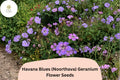 25+ Havana Blues (Noorthava) Geranium Seeds | Purple-Blue Hardy Perennial | Garden Flower Seeds