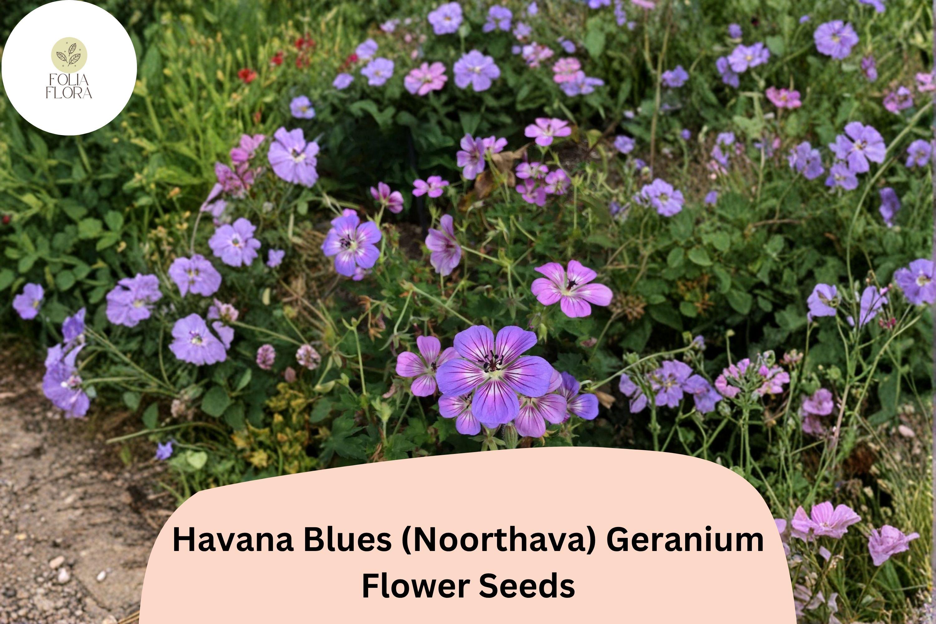 25+ Havana Blues (Noorthava) Geranium Seeds | Purple-Blue Hardy Perennial | Garden Flower Seeds