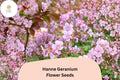 25+ Hanne Geranium Seeds | Pink Zonal Pelargonium for Garden Beds & Containers | Pelargonium hortorum
