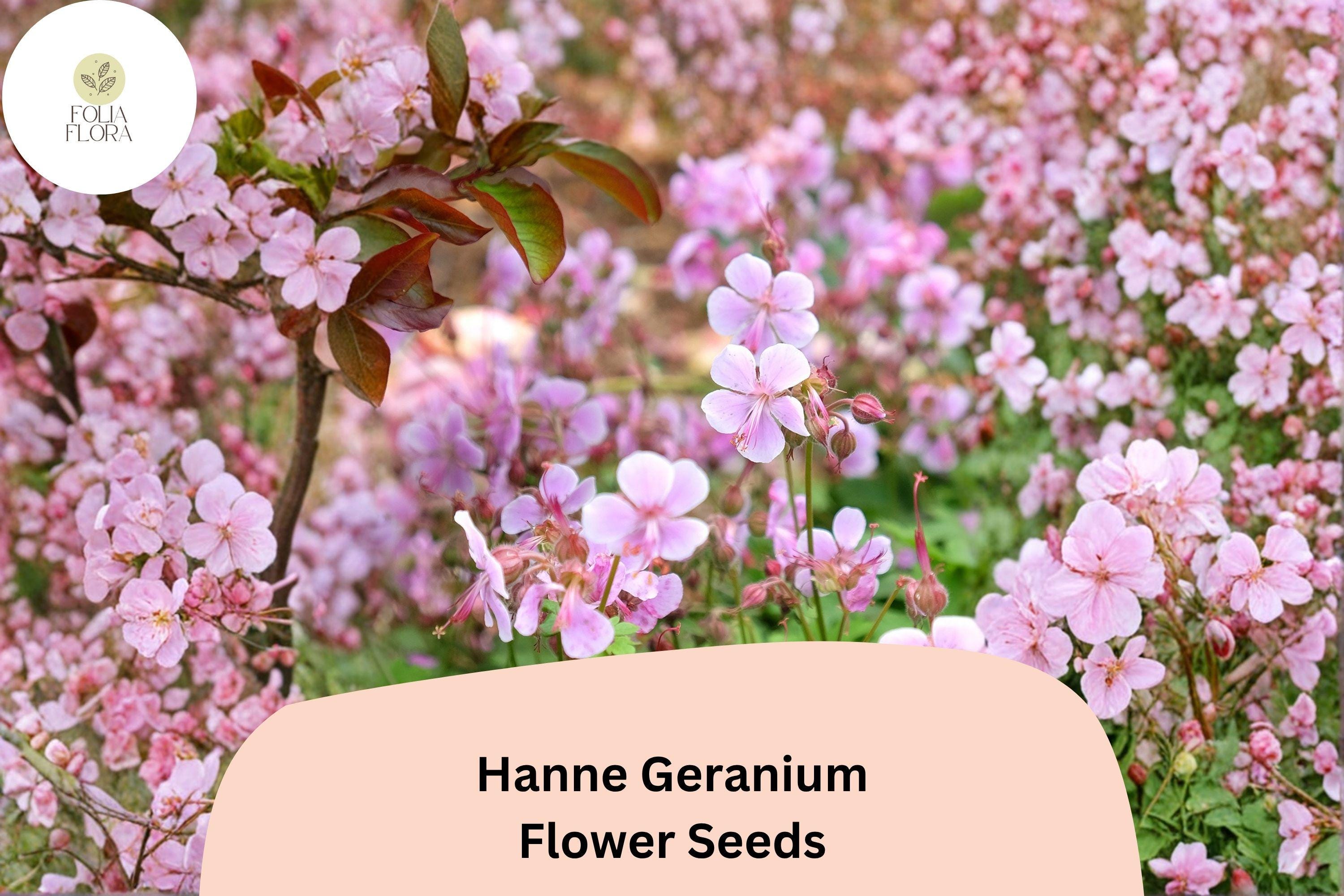 25+ Hanne Geranium Seeds | Pink Zonal Pelargonium for Garden Beds & Containers | Pelargonium hortorum