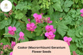 25+ Czakor Geranium Seeds | Geranium macrorrhizum | Pink Hardy Perennial Ground Cover for Garden Borders