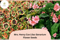 Mrs. Henry Cox Geranium Seeds | Variegated Foliage, Pink Blooms