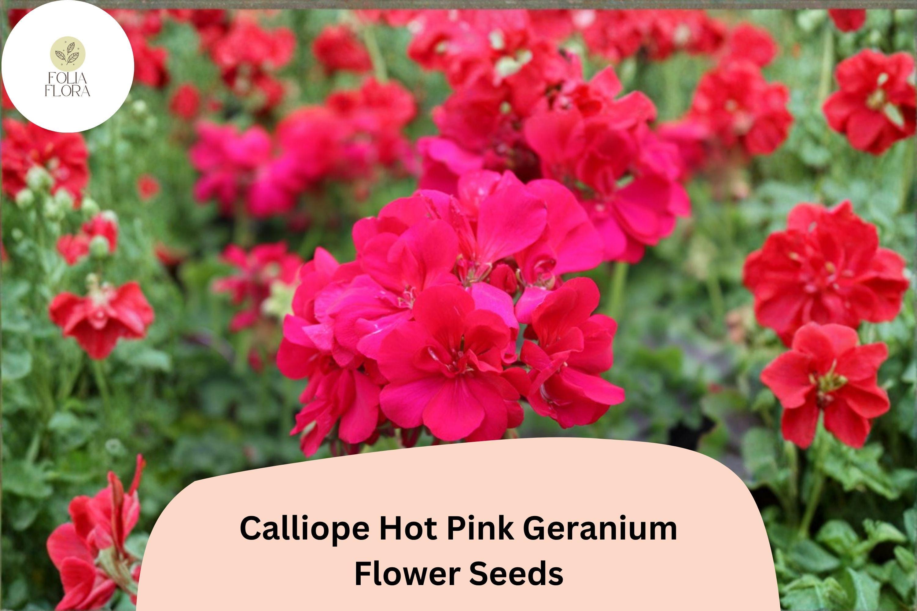 25+ Calliope Hot Pink Geranium Seeds | Zonal Ivy Hybrid Flower