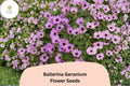25+ Ballerina Geranium Seeds | Purple Hardy Cranesbill | Perennial Ground Cover Flower for Garden Beds