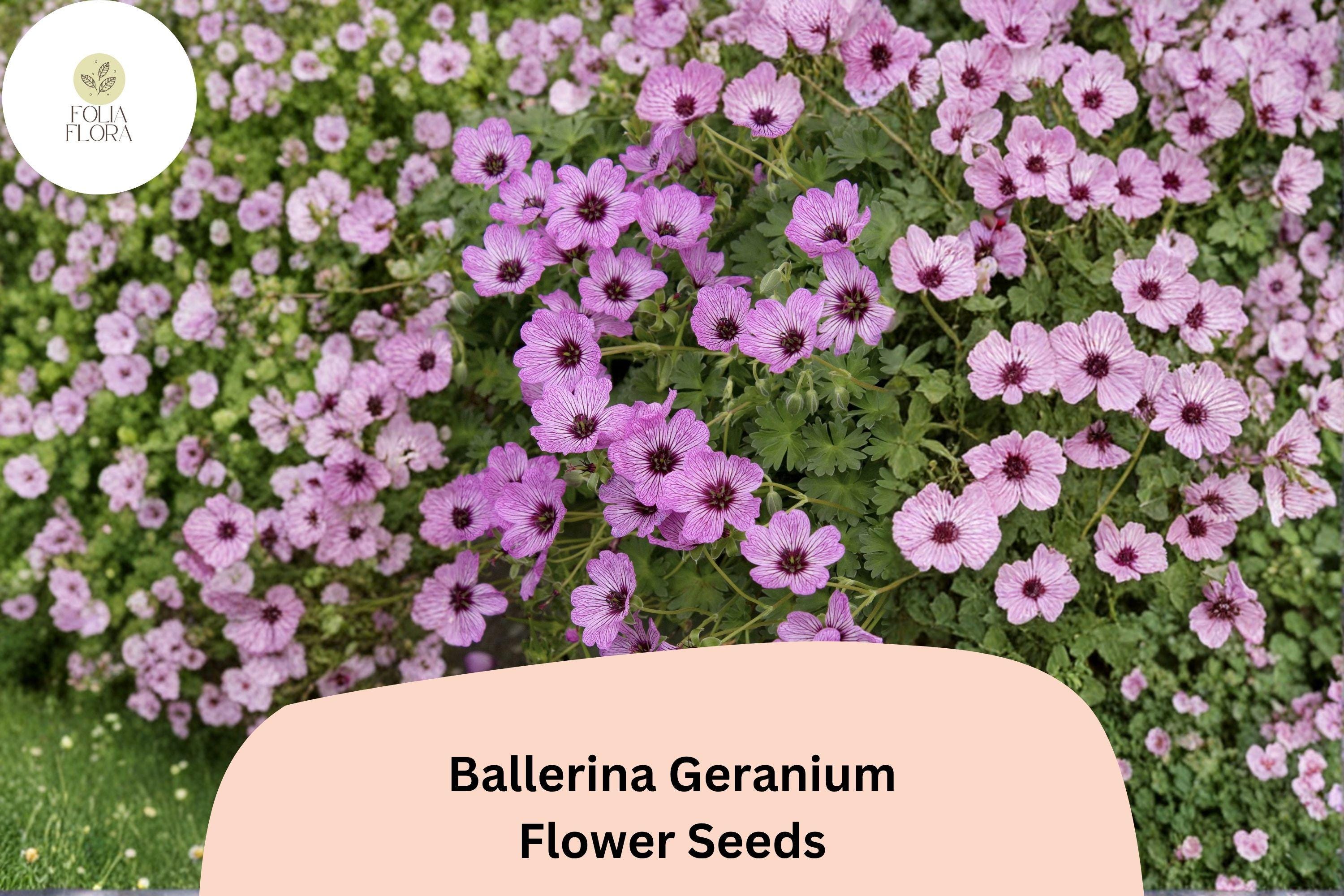25+ Ballerina Geranium Seeds | Purple Hardy Cranesbill | Perennial Ground Cover Flower for Garden Beds