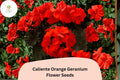 25+ Caliente Orange Geranium Seeds | Bright Orange Zonal Ivy Hybrid | Garden & Hanging Basket Flower