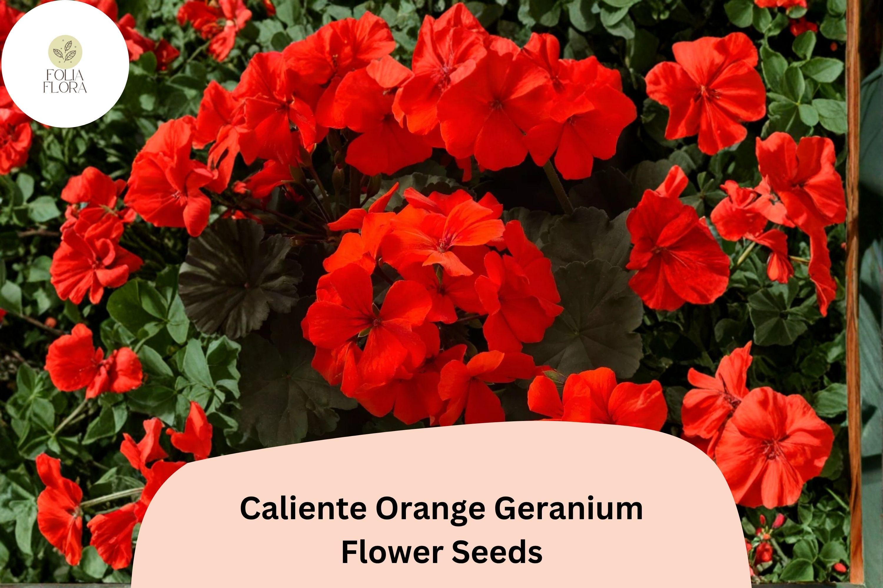 25+ Caliente Orange Geranium Seeds | Bright Orange Zonal Ivy Hybrid | Garden & Hanging Basket Flower