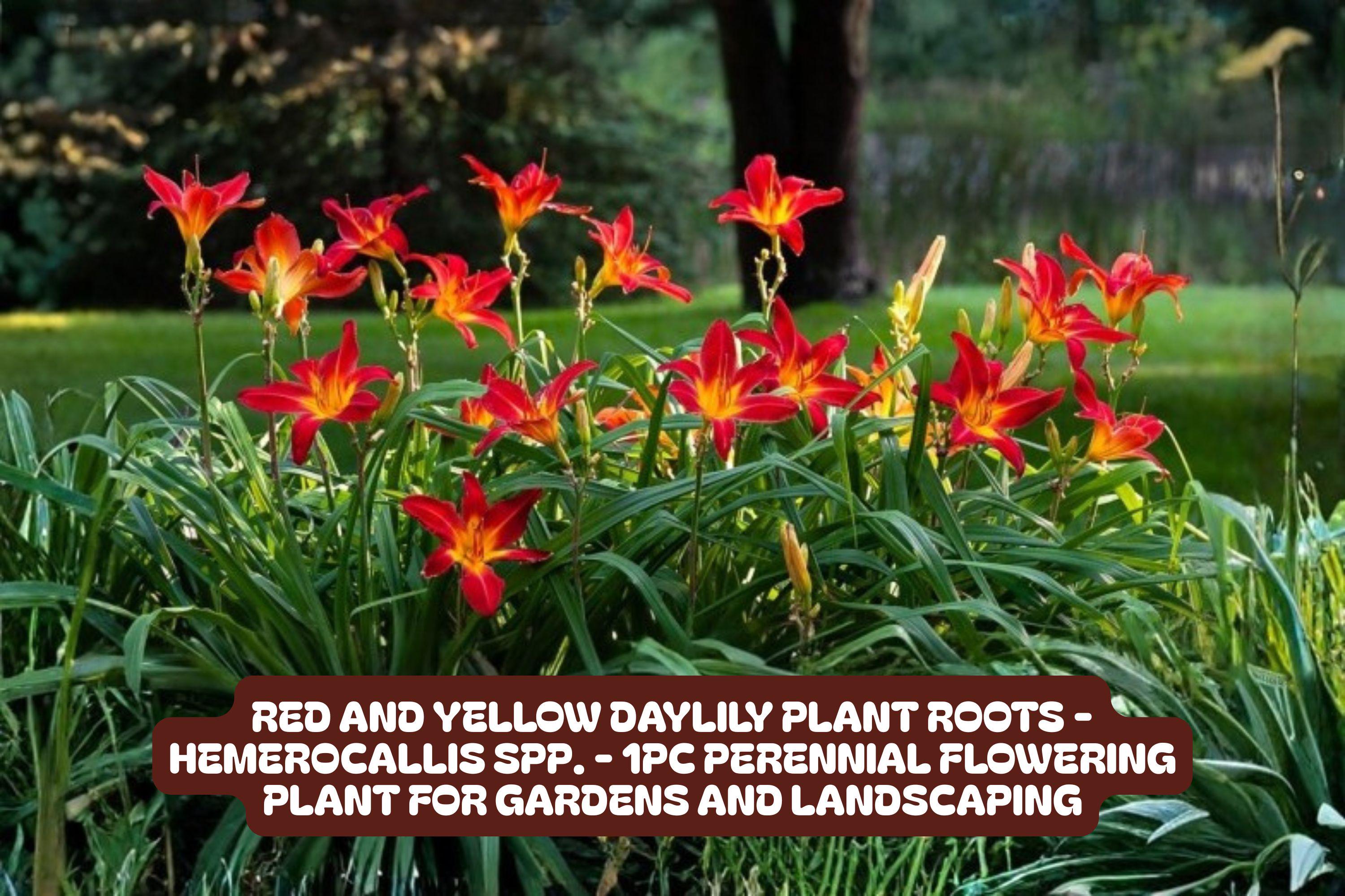 Red and Yellow Daylily Plant Roots – Perennial Garden Flower, Hemerocallis, Bright Colorful Bloom, Pollinator Attracting